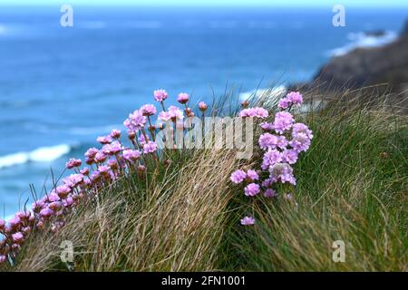 Sea pink or Thrift growing at the cliff edge overhanging the blue Atlantic Stock Photo