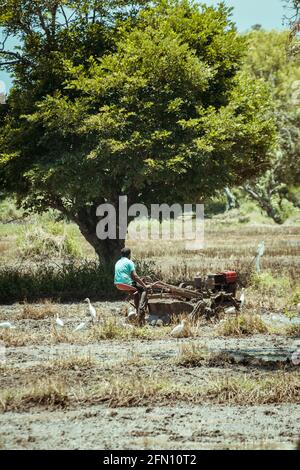 Farmer preparing paddy field for the season, plow muddy soil driving tractor machinery on an extremely hot sunny day. Stock Photo