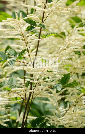 Astilbe 'Bridal Veil', syn Astilbe 'Brautschleier'.  Astilbe arendsii hybrid. Stock Photo