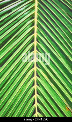 Blurred close up of a palm tree leaf, nature abstract background. Stock Photo