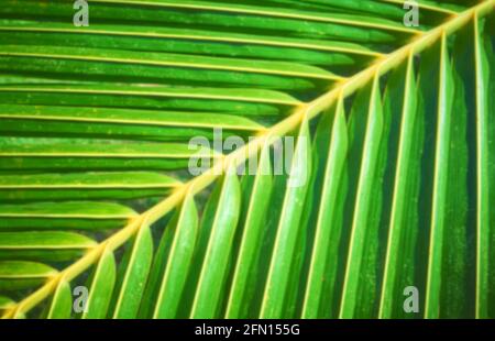 Blurred close up picture of a palm tree leaf, nature abstract background. Stock Photo