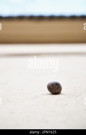 snail crawling up the wall. snail on the wall. Stock Photo