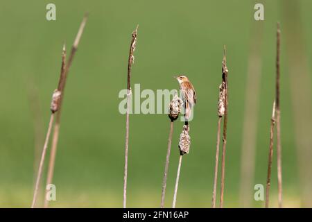 small song bird Sedge warbler (Acrocephalus schoenobaenus) sitting on the reeds. Little songbird in the natural habitat. Spring time. Czech Republic, Stock Photo