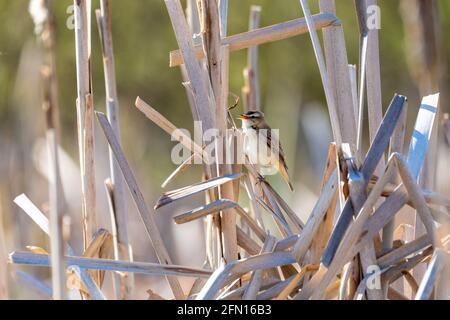 small song bird Sedge warbler (Acrocephalus schoenobaenus) sitting on the reeds. Little songbird in the natural habitat. Spring time. Czech Republic, Stock Photo