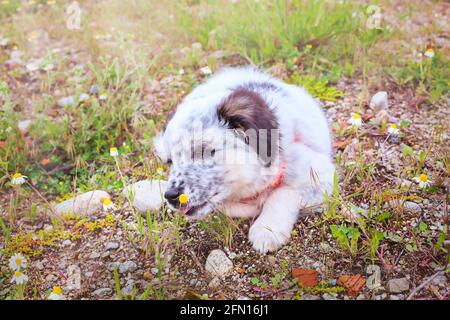 Cute white and black bulgarian sheep dog puppy sniffing the flower Stock Photo