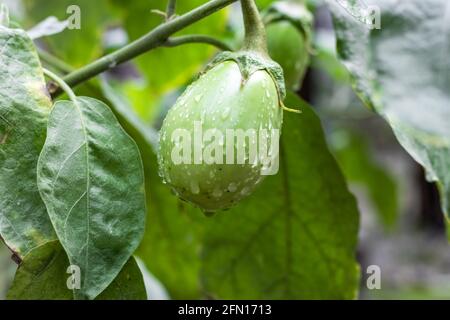 Organic fresh green eggplant on the tree with water drops Stock Photo