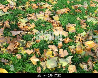 Dried leaves on a green lawn in autumn Stock Photo