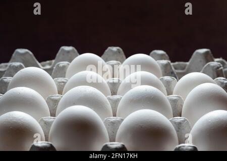 Selective focus on rows of white poultry eggs in tray on black background Stock Photo