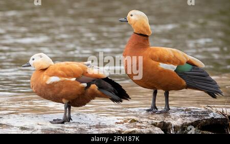 Ruddy shelduck Male and female by the lake. Stock Photo