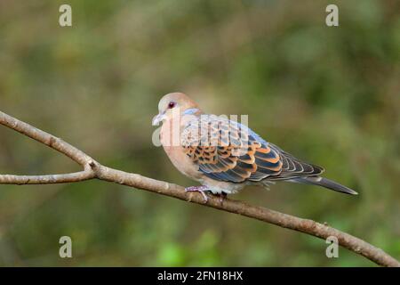Oriental Turtle Dove- Streptopelia orientalis, Sattal, Uttarakhand, India Stock Photo