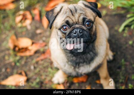 Funny pug with a tongue looks up at the camera. Portrait of a pet. Dog on a background of autumn leaves Stock Photo