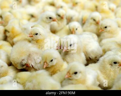Group of yellow chicks crowded together Stock Photo