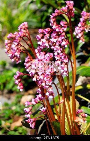 Bergenia 'Sunningdale' flower,  hardy plant in garden Stock Photo