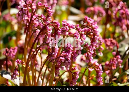 Bergenia Sunningdale flower Stock Photo