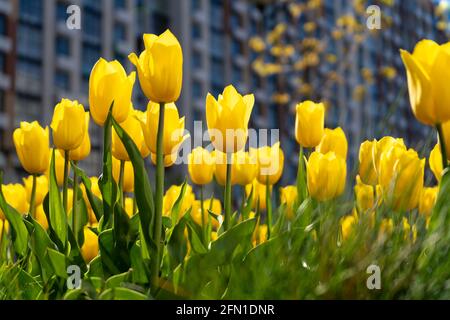 Yellow tulip. A large bud of a yellow flower. Spring background. Tulips in the garden. Seasonal flowering of spring flowers. Close up. Stock Photo