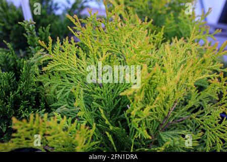 Thuja occidentalis, also known as northern white cedar, eastern white cedar, or arborvitae, is an evergreen coniferous tree, in the cypress family Cup Stock Photo