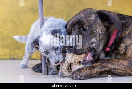 Two dogs playing outside, young dog learning behavior. Cute and funny. Stock Photo