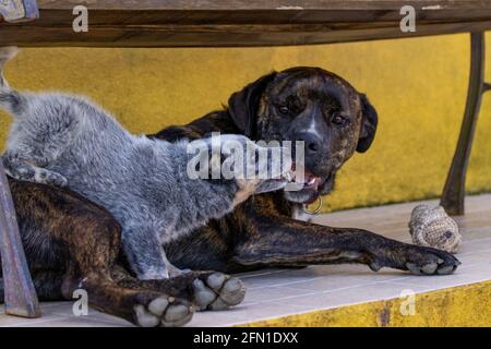 Two dogs playing outside, young dog learning behavior. Cute and funny. Stock Photo