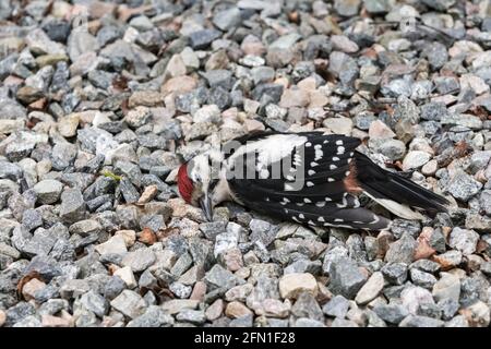 Dead Great spotted woodpecker Dendrocopos major on gravel drive. Killed after hitting domestic window. Stock Photo