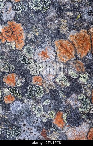 Various lichens growing on granite rock predominantly the Orange of Tremolecia atrata granite in the Highlands of Scotland Stock Photo
