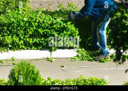 worker cuts bushes with an electric clipper Stock Photo