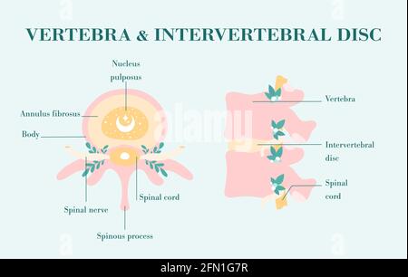 Healthy spine diagram in vector. Blooming vertebral column, hand drawn art for patient education. Top and side views, vertebra and intervertebral disc Stock Vector