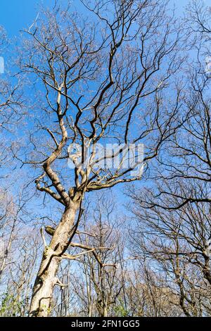 Springtime low angle view up of leafless tree towering over in early spring with other trees in the background against a clear blue sky. Stock Photo
