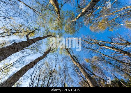 View straight up to the sky in a birch tree wood. Silver barked trees towering over with some green leaves at top against sunny blue sky. Springtime. Stock Photo