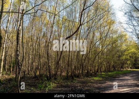 Wide mud trail leading through birch trees at Clowes Wood part of Blean woods, in Kent, England. Springtime with leafs just beginning to appear. Stock Photo