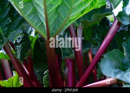 Bright red organic rhubarb stalks shooting from the vegetable garden. Stock Photo