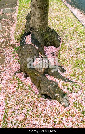 Fallen tree blossom laying on large protruding exposed tree roots Stock Photo