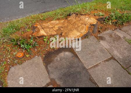 Stump of a sawn off tree left in the ground Stock Photo