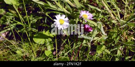 A little daisy amongst the grass. Yellow heart, white leaves with pink rims. Three stages of the flower on the same plant. Bellis perennis Stock Photo