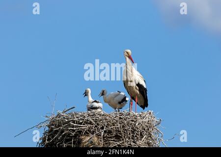 White storks (Ciconia ciconia) ringed adult parent with two chicks on the nest made of sticks in spring Stock Photo