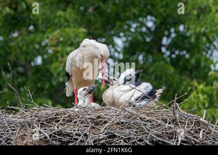 White storks (Ciconia ciconia) adult parent with three chicks begging for food in the nest in spring Stock Photo
