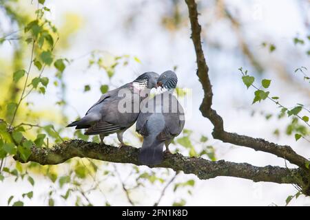 Common wood pigeon (Columba palumbus) pair / couple displaying while perched on tree branch in spring Stock Photo