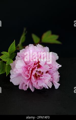 Beautiful pink peony flower with water drops isolated on dark background. Copy space Stock Photo