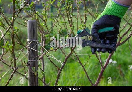 Gardener pruning rose bushes in spring. Spring roses Stock Photo