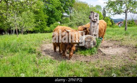 Highlander (Scottish breed of rustic cattle) red hair cow freely behind drinking facility in the middle of the meadow covered with fresh green grass. Stock Photo