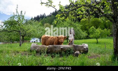 Highlander (Scottish breed of rustic cattle) red hair cow freely behind drinking facility in the middle of the meadow covered with fresh green grass. Stock Photo