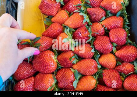 a man has a strawberry in his hand, a wooden box filled with strawberries, buying a strawberry. Stock Photo