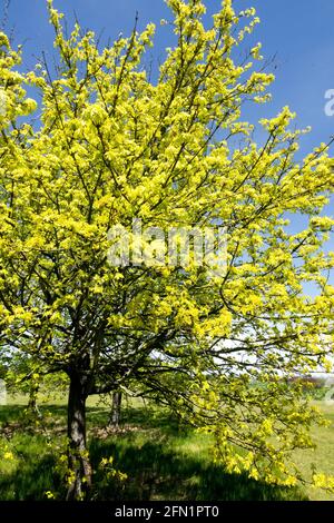 Field maple tree Acer campestre Postelense tree Brilliantly golden spring foliage Stock Photo