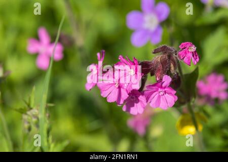 Sticky catchfly flowers in the sunshine on a meadow Stock Photo