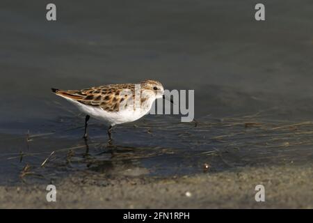 Little Stint Calidris minuta Lesbos, Greece BI006653 Stock Photo