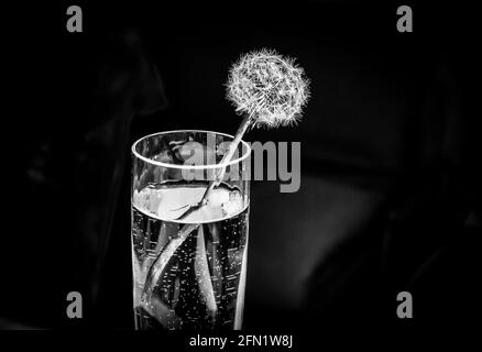 dandelion seed head Stock Photo