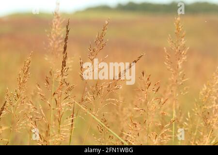 Close-up of Indian grass (Sorghastrum nutans) in bloom Stock Photo