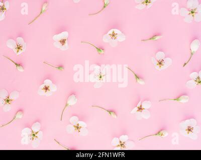 Beautiful pattern of white flowers on pink background. springtime concept, spring background Stock Photo