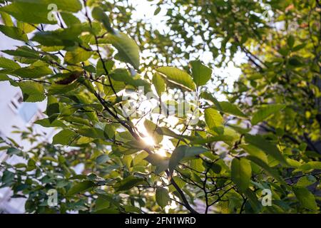 The leaves of a birch tree accentuated by sun beams of a beautiful sunset from covid autumn in Germany. Stock Photo