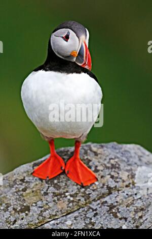 Papageitaucher/Atlantic puffin (Fratercula arctica) - auf der Insel Runde im Westen Norwegens Stock Photo