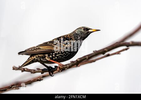 Common Starling ( Stunus vulgaris ) bird perched on a tree branch which is found in the UK and Europe, stock photo image Stock Photo